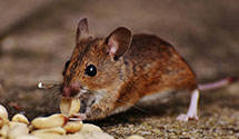 gopher-and-mole-control Experts in Mechanicsburg